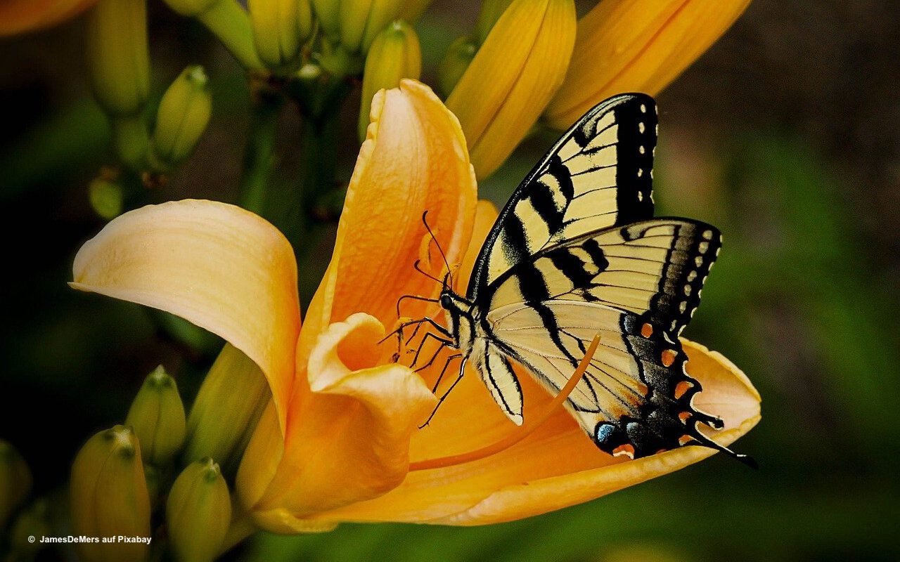 You are currently viewing Wie wäre es mit Schmetterlinge zählen in der Sommerzeit?