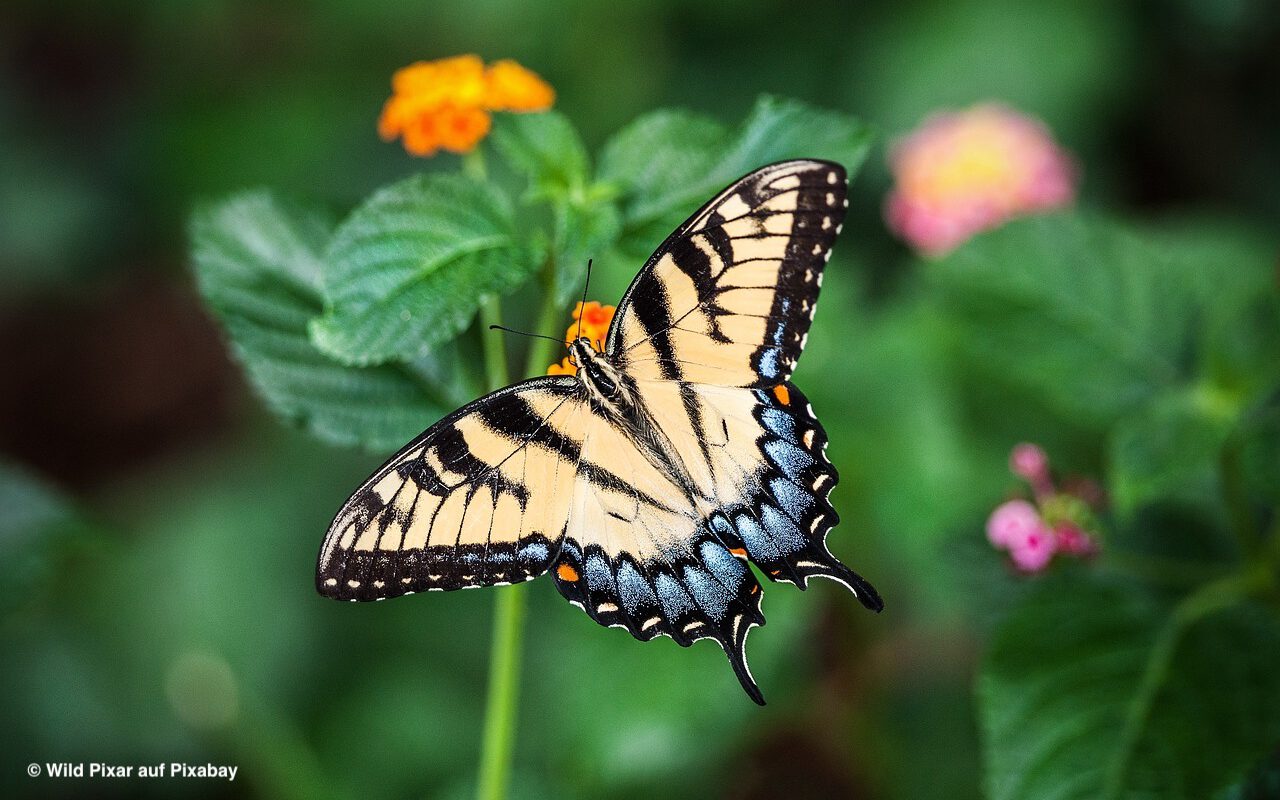 You are currently viewing Schmetterlinge als Indikatoren für funktionierende Lebensräume
