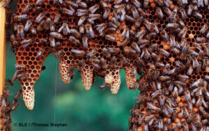 Mehr über den Artikel erfahren Bienen verstehen, bedeutet die Natur zu begreifen