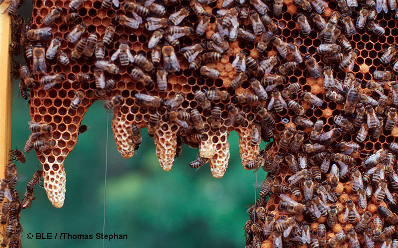 Du betrachtest gerade Bienen verstehen, bedeutet die Natur zu begreifen