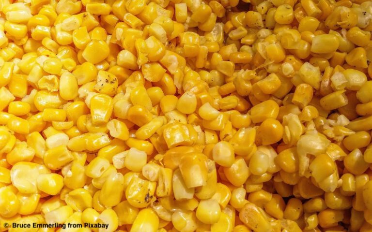 Öko-Test: Dosen-Mais stark mit BPA belastet  