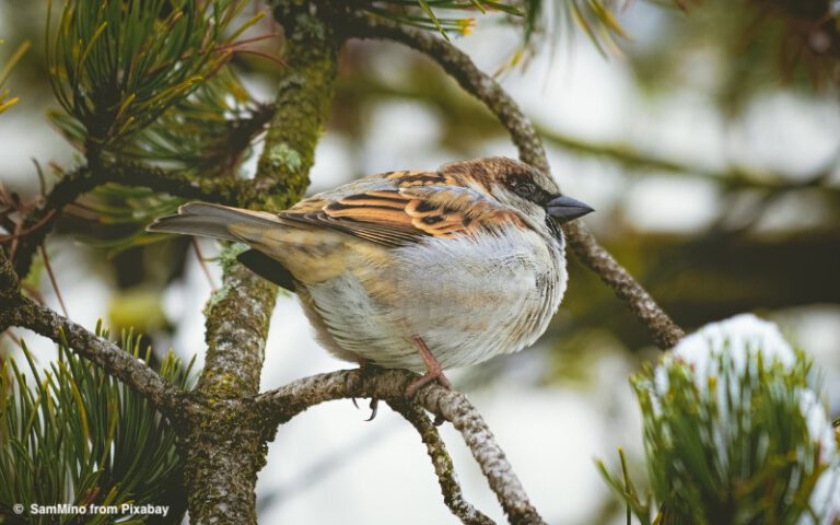 Die NAJU lädt zur Schulstunde der Wintervögel ein