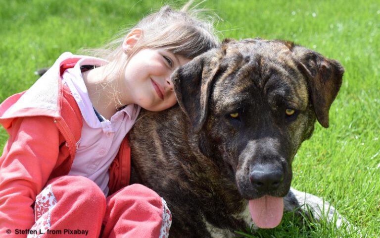 Warum Hunde in westlichen Gesellschaften zunehmend Kinder ersetzen