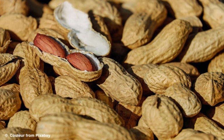 Neue Hoffnung zur Behandlung bei Erdnussallergie