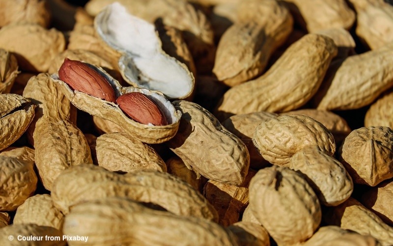 Mehr über den Artikel erfahren Neue Hoffnung zur Behandlung bei Erdnussallergie