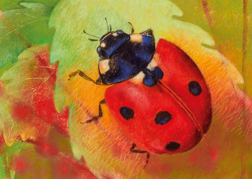 2026-innen-wiesentiere-postkarten