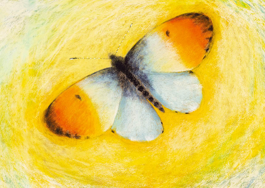 botman-waldtiere-postkarten-26